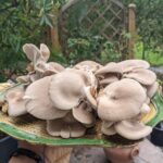 uprawa grzybów
